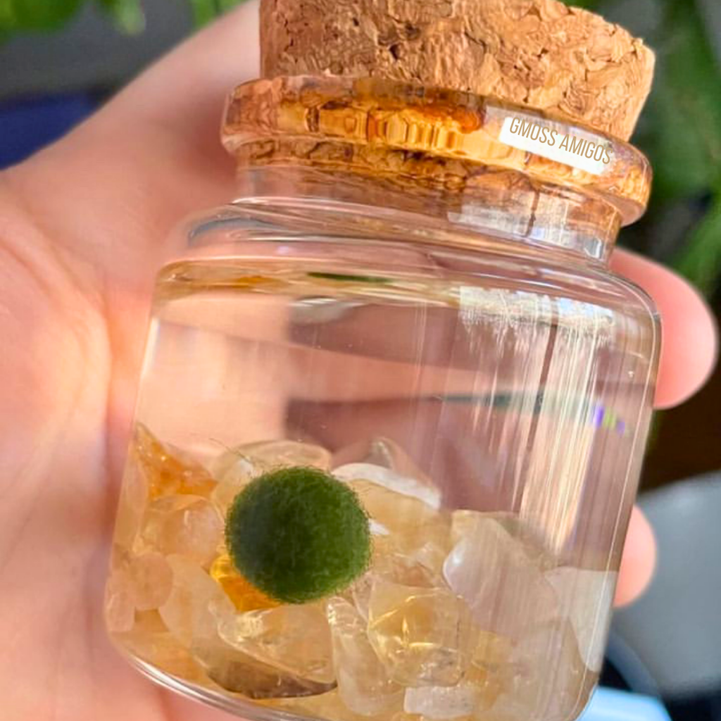 Small Marimo Moss Ball Terrarium with Citrine Gemstones
