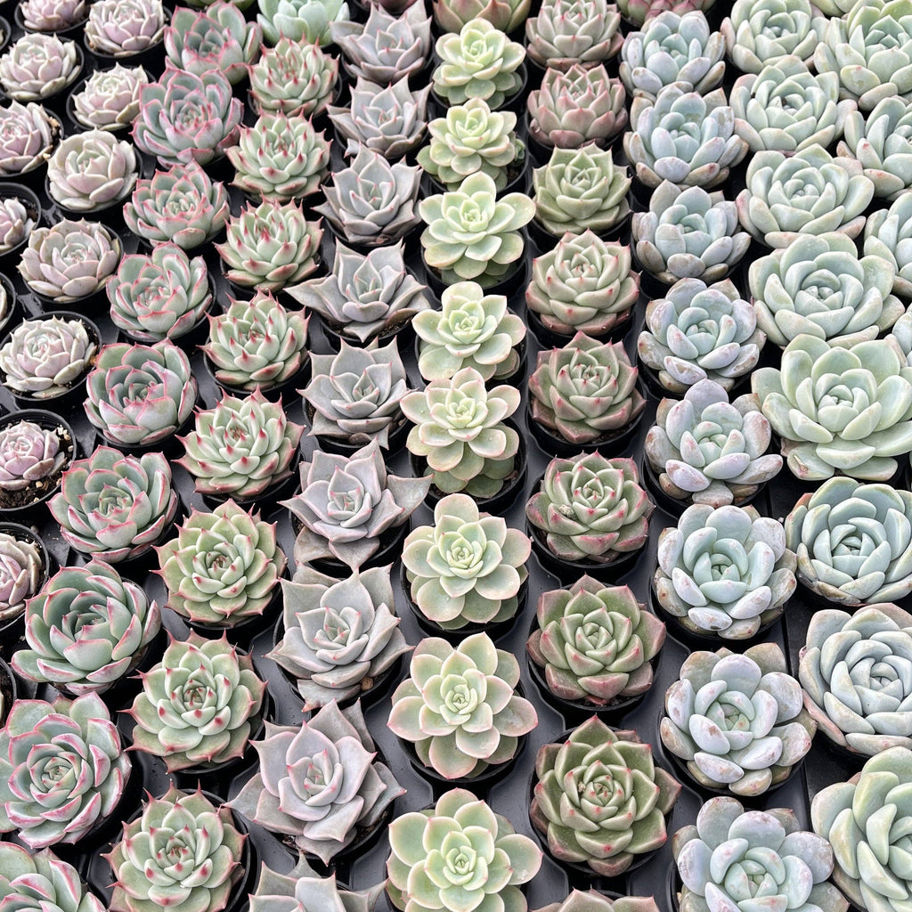 Assorted Rosettes Succulents Bulk 54 Tray - 2in Pot
