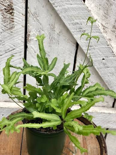 Pteris Fern