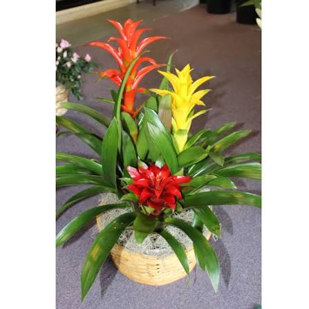 Bromeliad Garden
