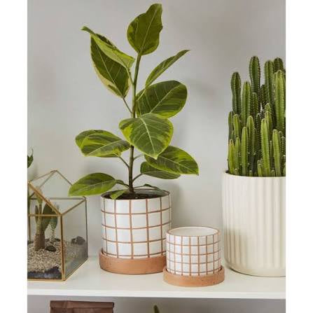 Gridline pot with saucer