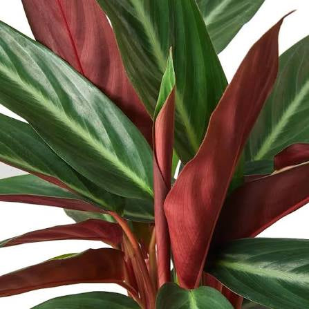 4” Stromanthe Sanguinea
