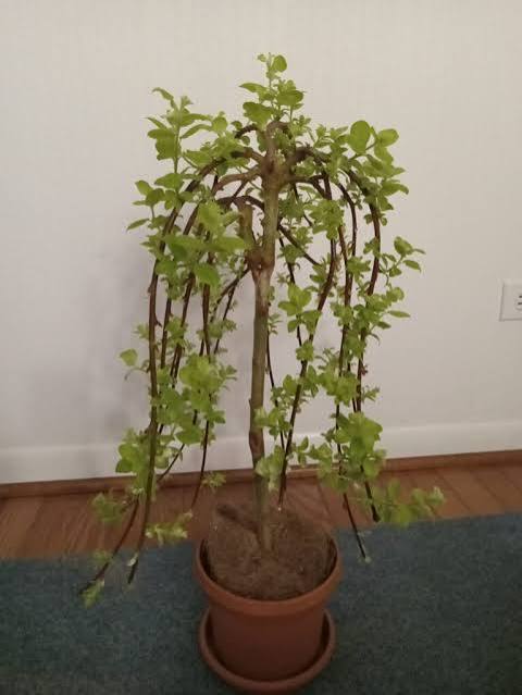 6” Pussy Willow 3ft