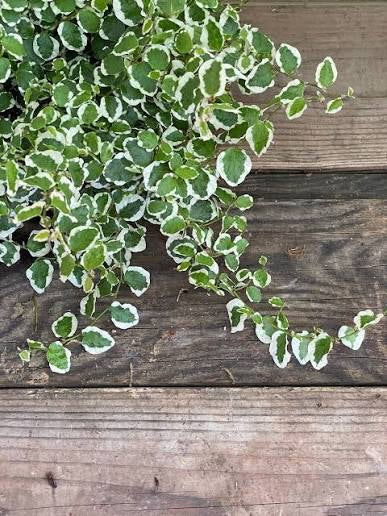 Ficus repens 6"