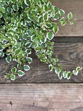 Ficus repens 6"
