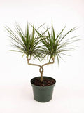 Dracaena Marginata Candelabara