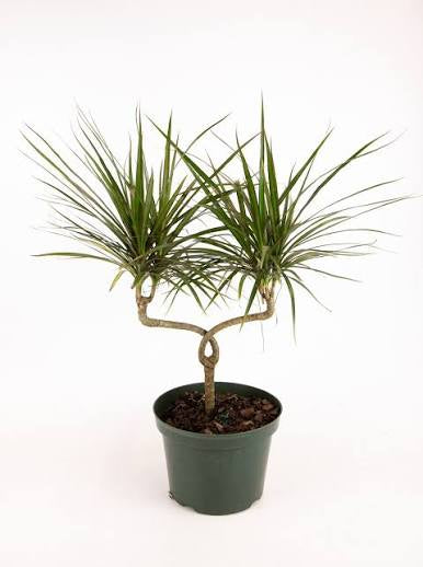Dracaena Marginata Candelabara