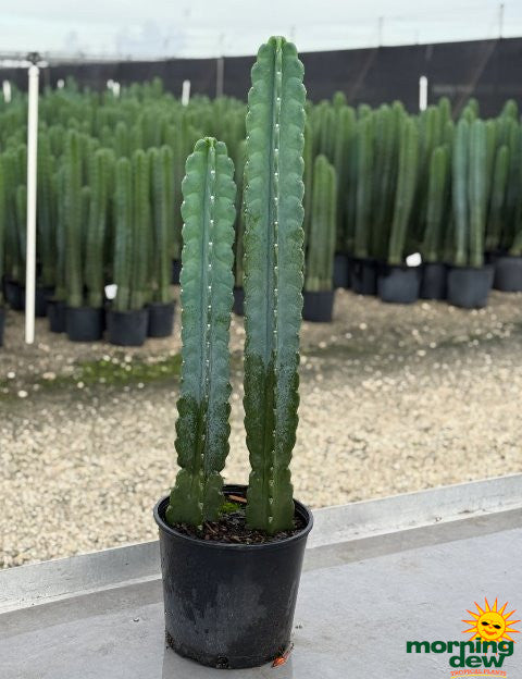 Cereus Jamacaru