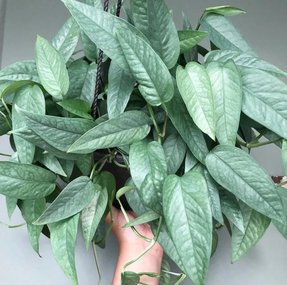 Pothos Cebu Blue