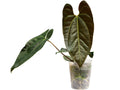 Anthurium 'Gigi'