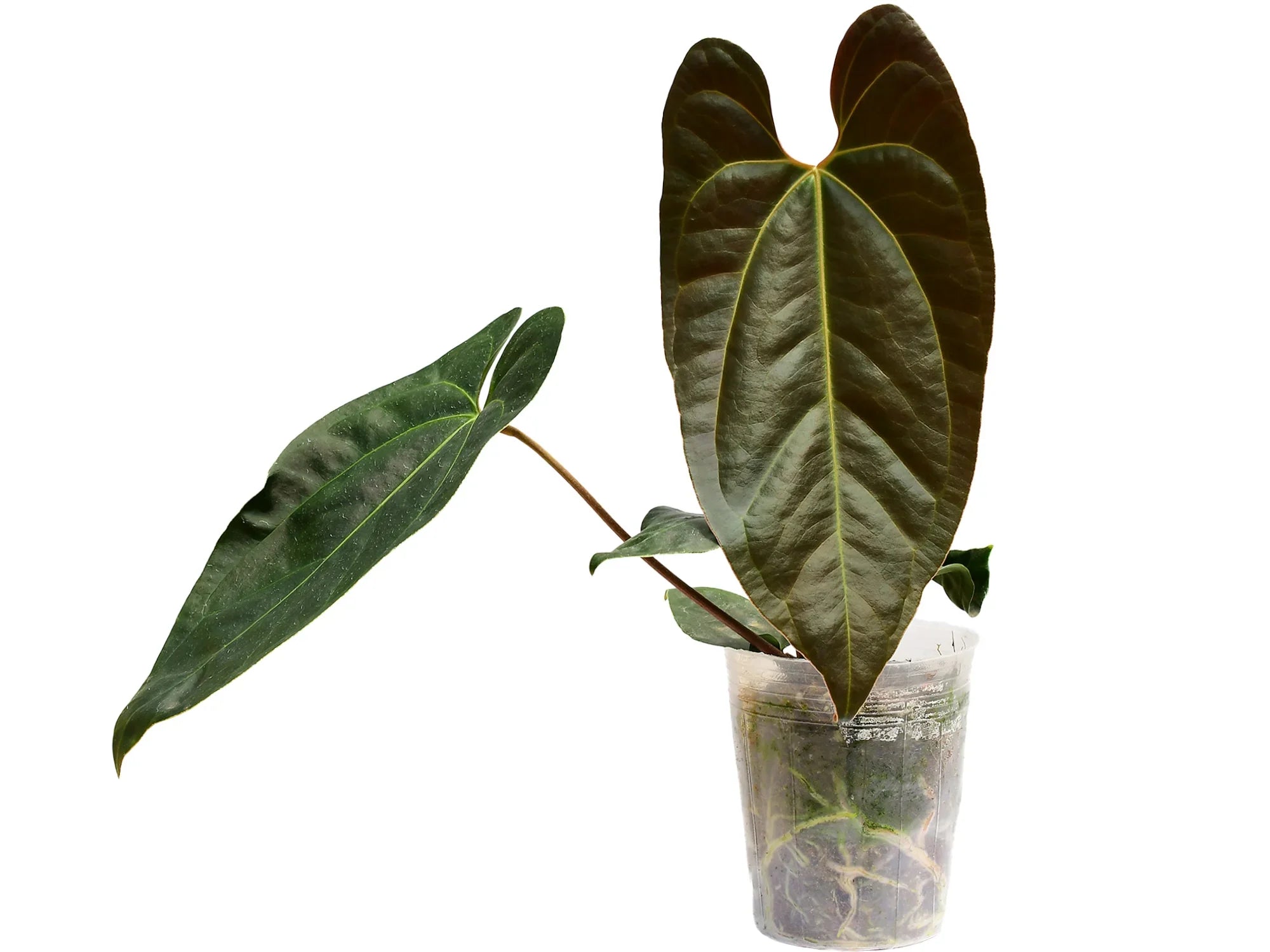 Anthurium 'Gigi'
