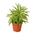Peperomia Green Bean