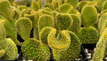 4” Bunny Ears Cactus