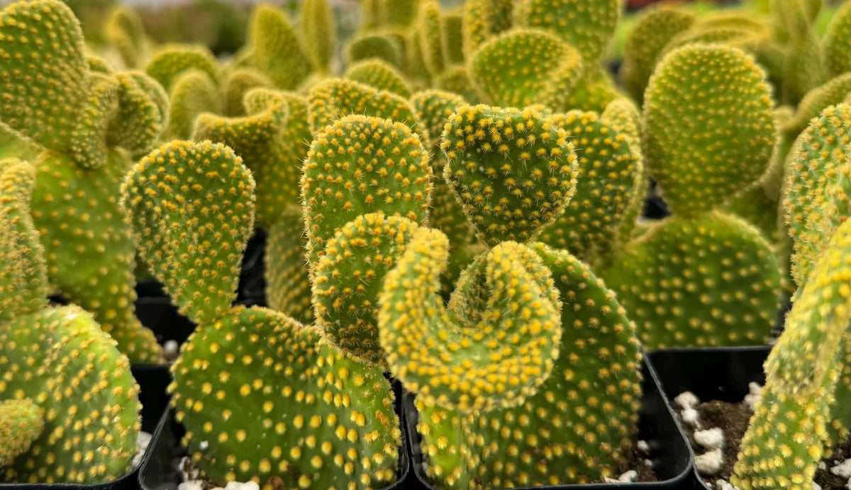 4” Bunny Ears Cactus