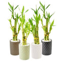 Lucky Bamboo with Ceramic