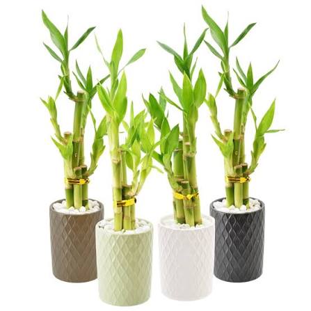 Lucky Bamboo with Ceramic
