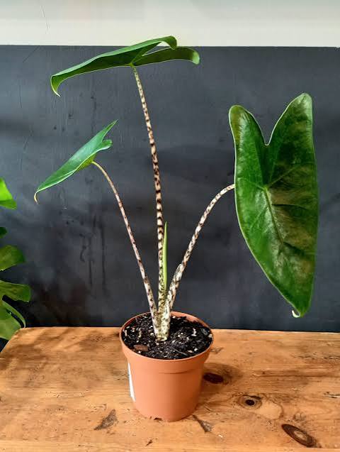 Alocasia Zebrina 6"