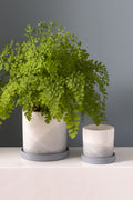 Keppel Pot with Saucer 5.25”