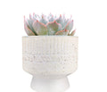Umbra Footed Pot 4”