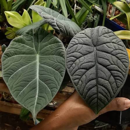 Alocasia Melo 5”