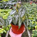 Philodendron Brandi