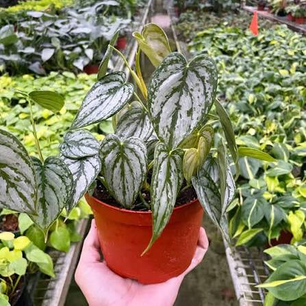 Philodendron Brandi