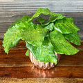 Calathea Musaica 4”