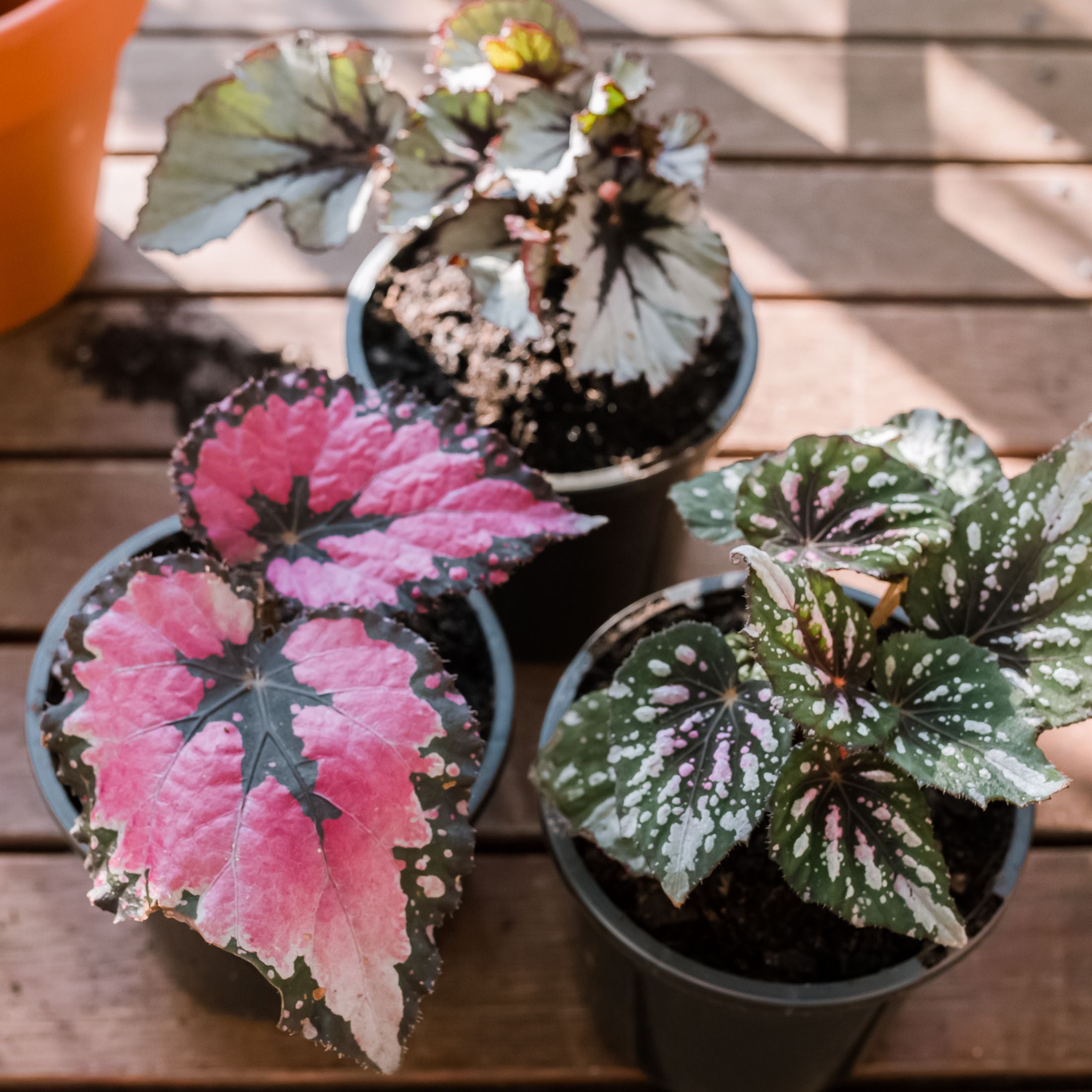 Rex begonia 5"