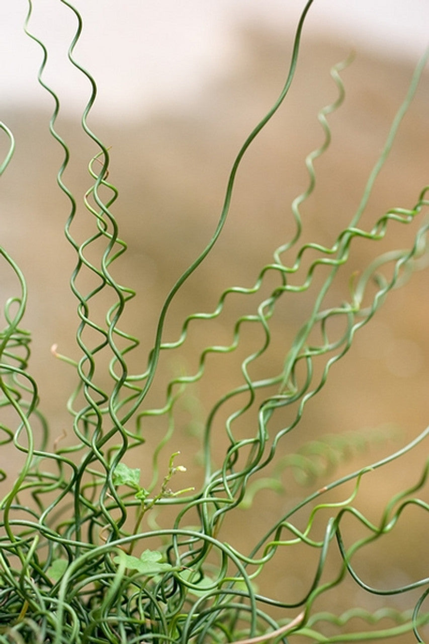 Juncus Spiralis