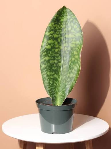 Whales fin Sansevieria