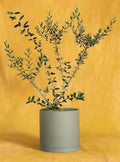 Olive tree