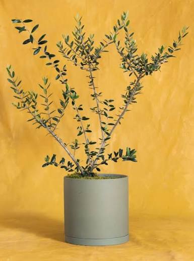 Olive tree
