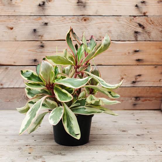 Peperomia Ginny