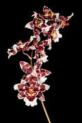 Chocolate Orchid 5"