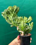 Euphorbia lactea 8”