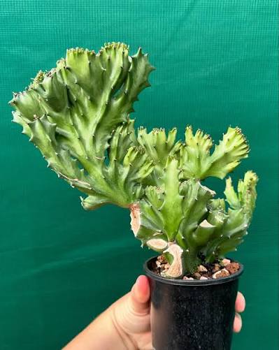 Euphorbia lactea 8”