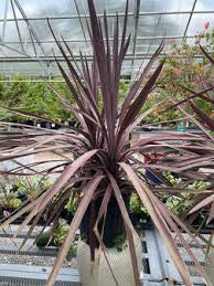 4” Cordyline red sensation