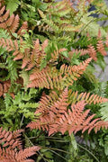 6” Autumn Fern