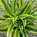 Dracaena Marley 8”