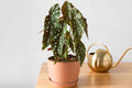 Begonia maculata 4"