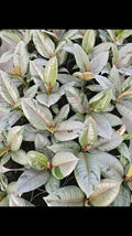 Ficus Firework 5"