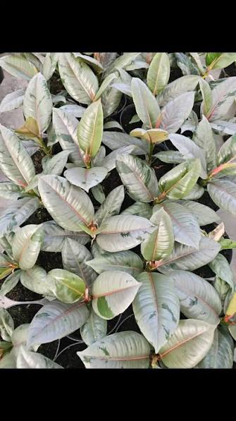 Ficus Firework 5"