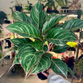 Aglaonema Moonstone Miles