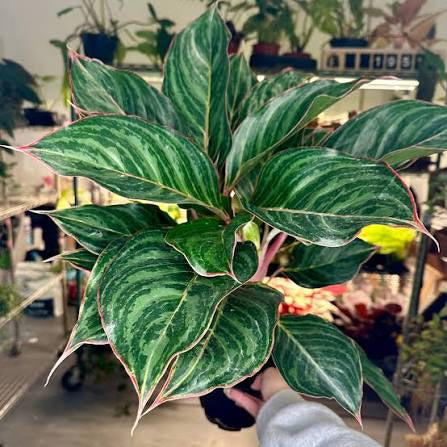 Aglaonema Moonstone Miles