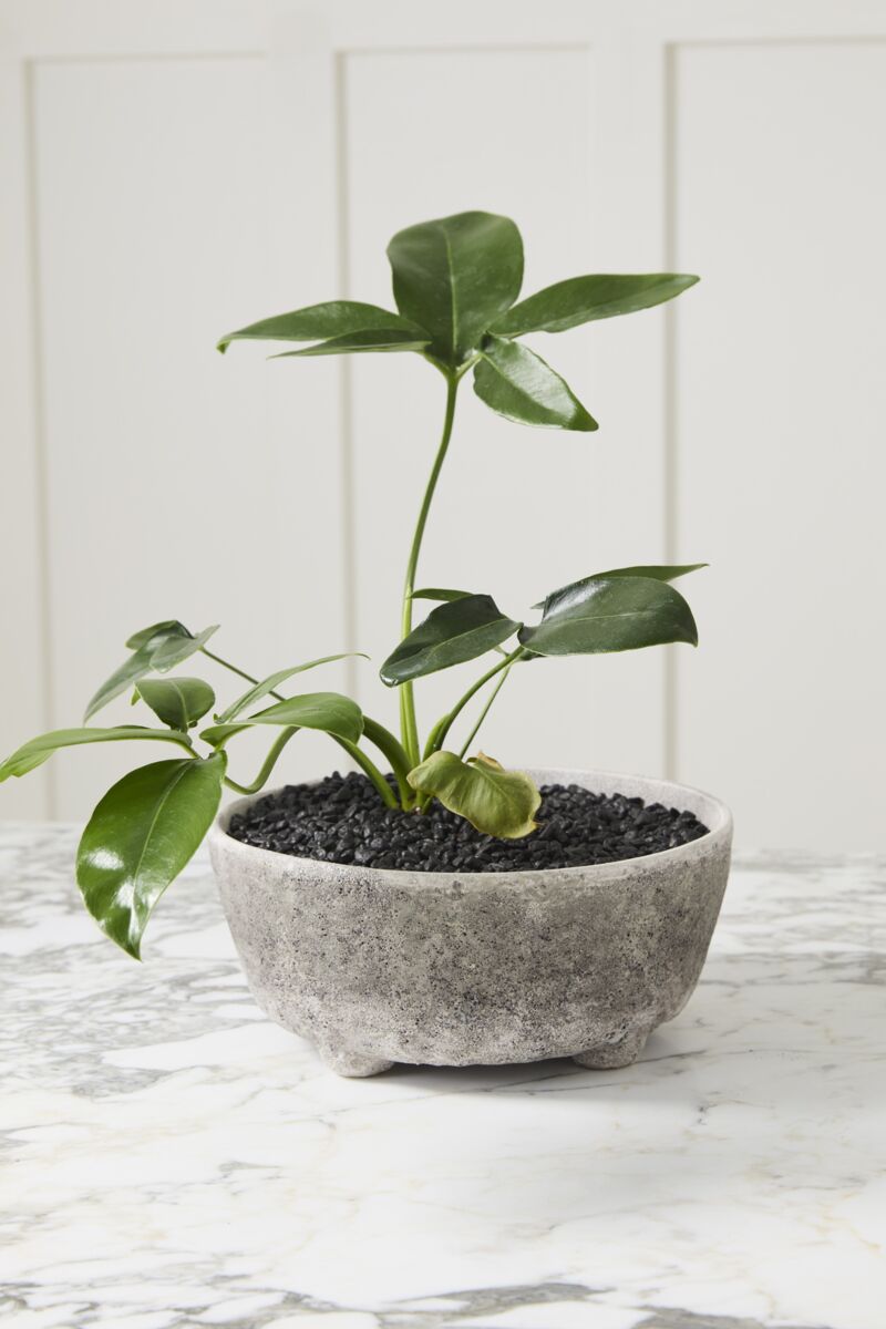 Shoal bowl 10”