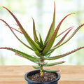Aloe cameronii