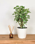Balfour Aralia 6-7ft