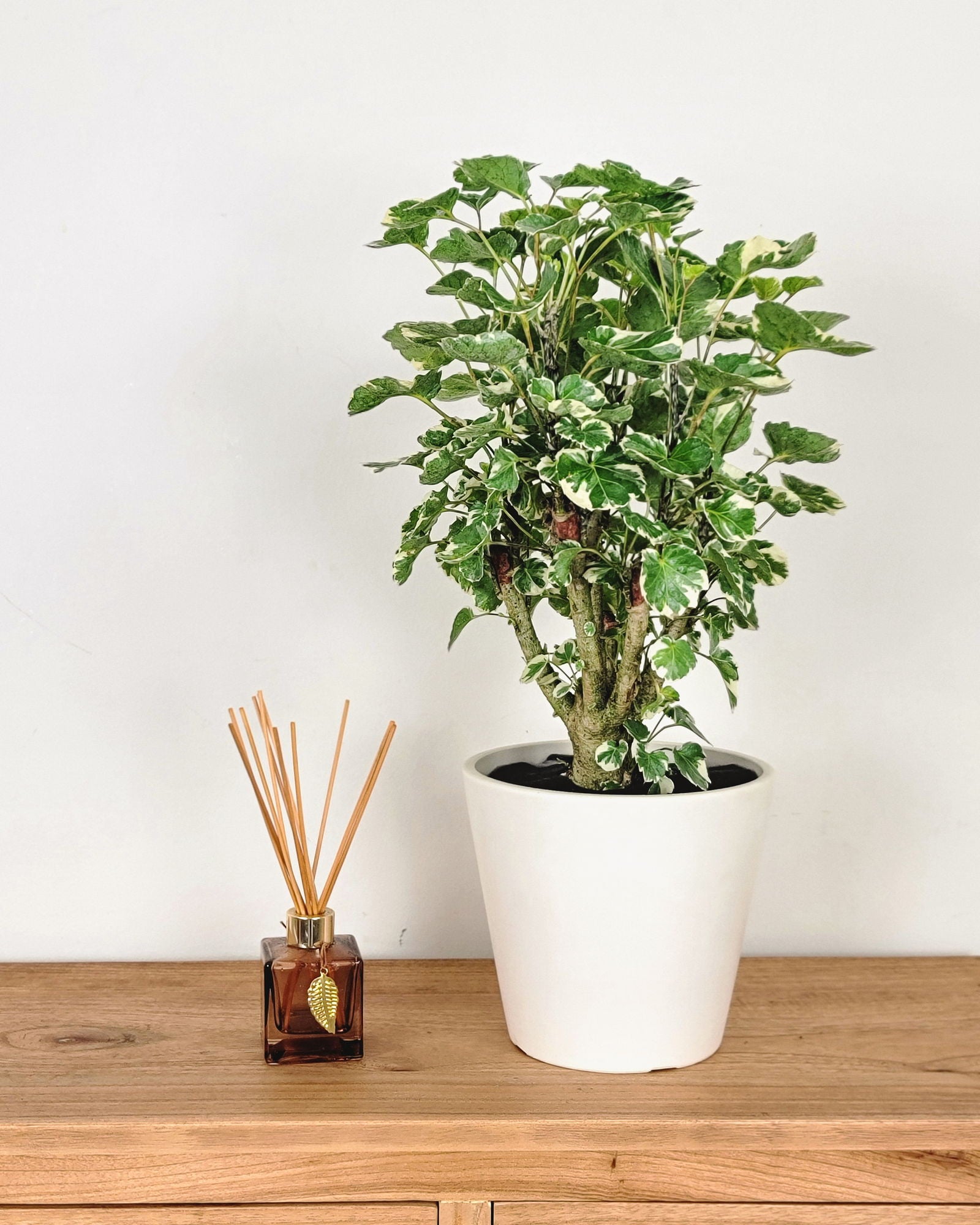 Balfour Aralia 6-7ft