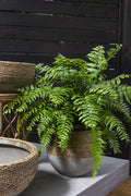 Reed Pot 9.25”