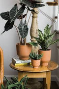 Crescendo Pot